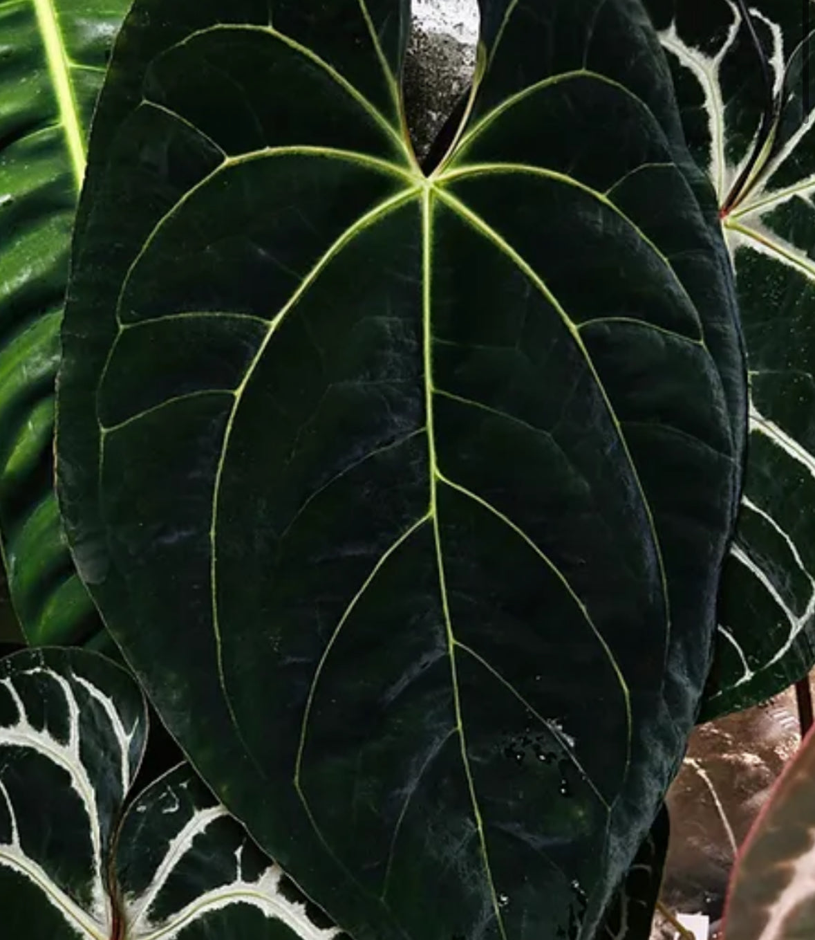 Anthurium “Masquerade”