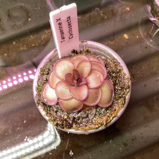 Pinguicula ‘Tangerine’ x cyclosecta