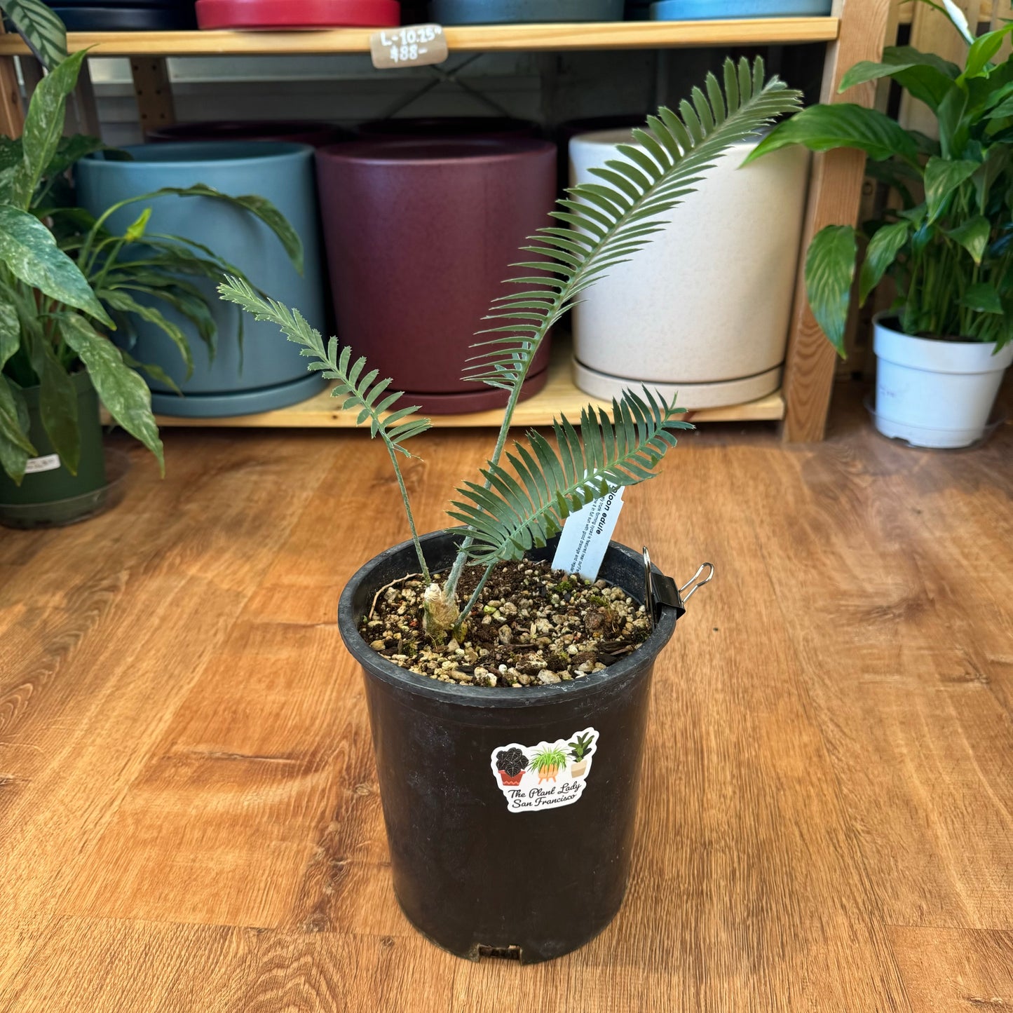 Dioon edule