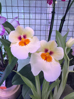 Load image into Gallery viewer, Miltoniopsis Arthur Cobbledick &#39;Springtime&#39; HCC/AOS (vexillaria x Meadowdale)
