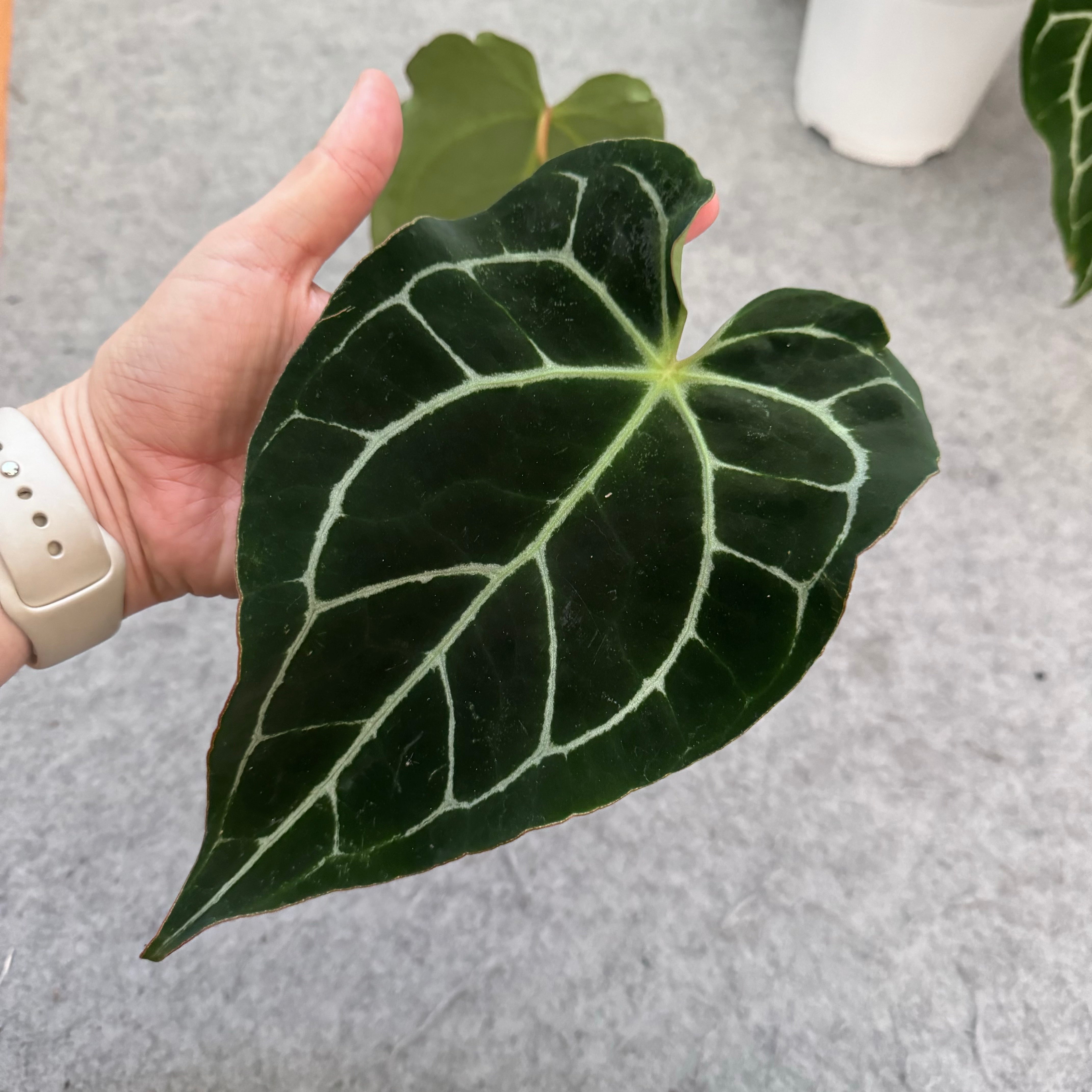 Anthurium crystallinum