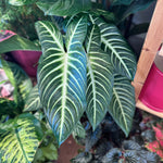 Load image into Gallery viewer, Xanthosoma lindenii ‘Magnificum’ (Caladium Lindenii)
