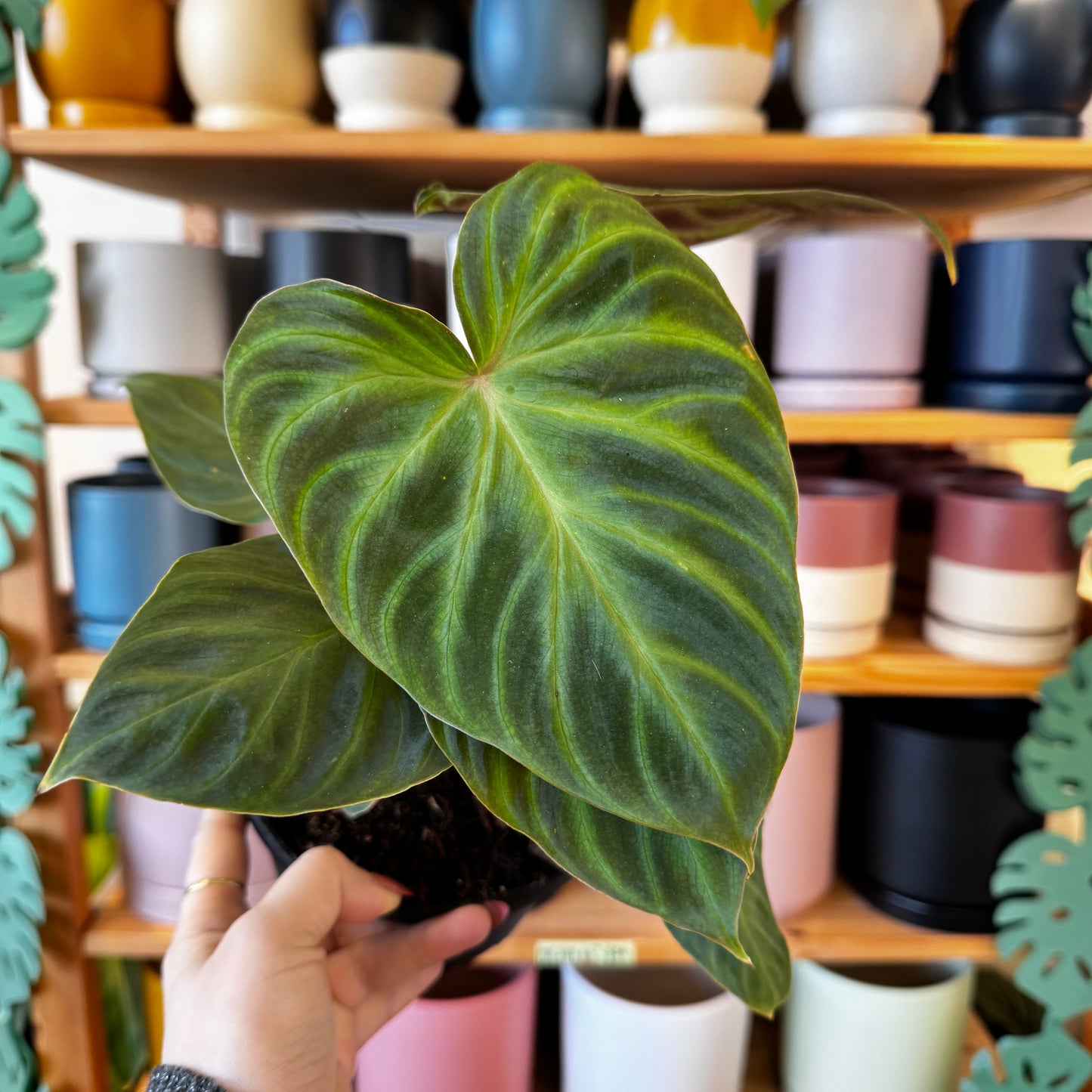 Philodendron verrucosum