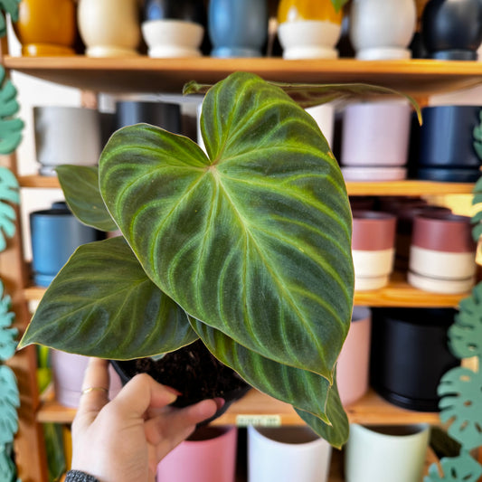 Philodendron verrucosum