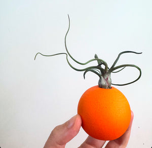 Pumpkin air plant holder with airplant included