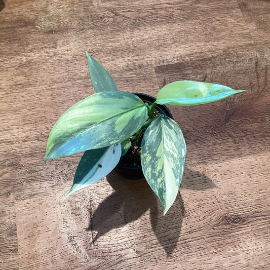 Philodendron hastatum ‘Silver Sword’ Variegated
