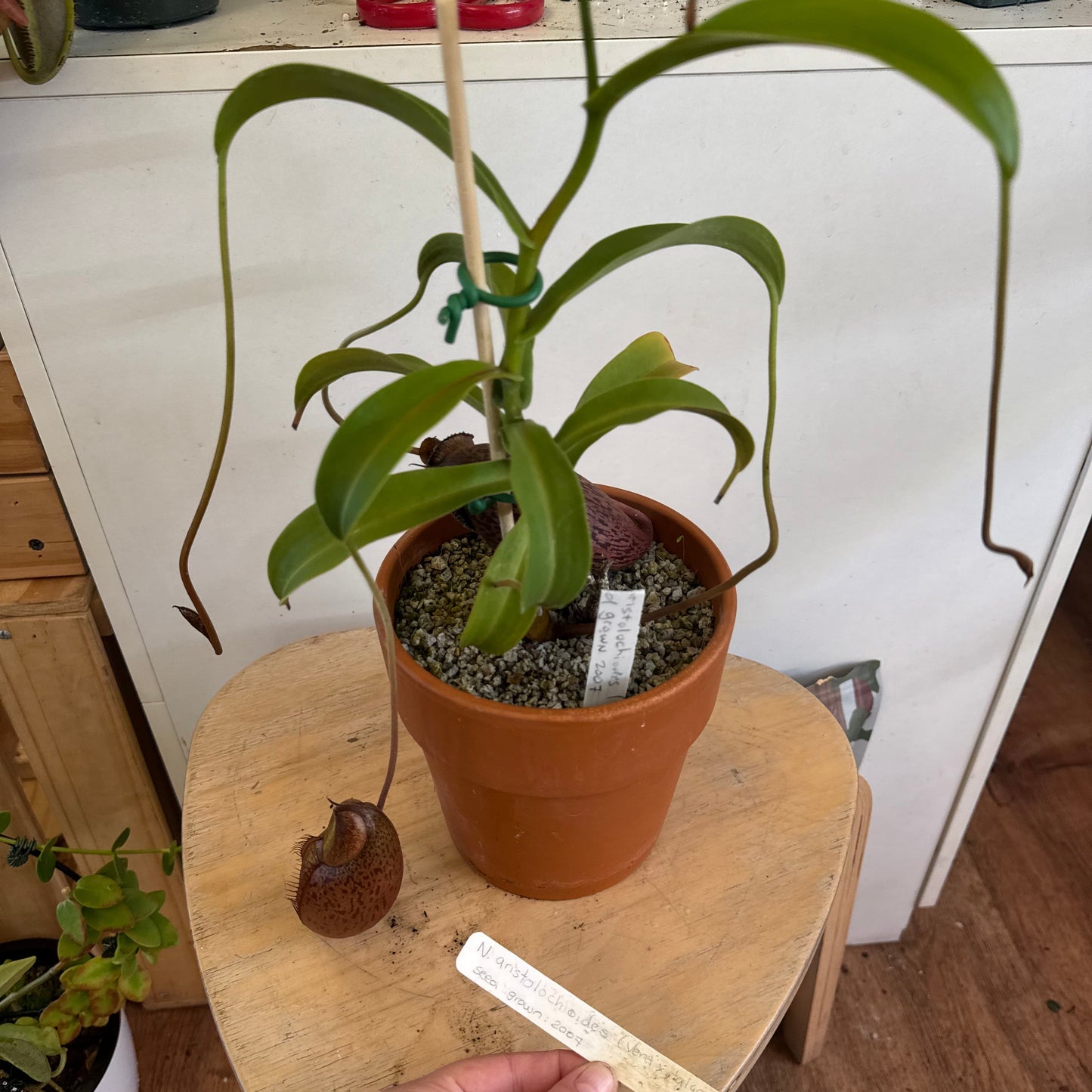 Nepenthes aristolochioides x (ventricosa 'Red' x talangensis)