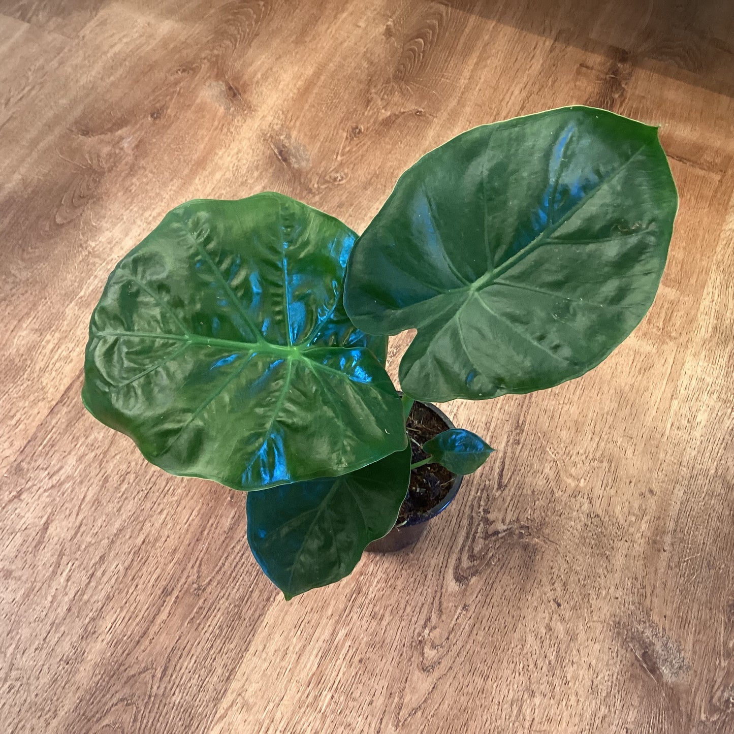 Alocasia ‘Yucatán Princess’