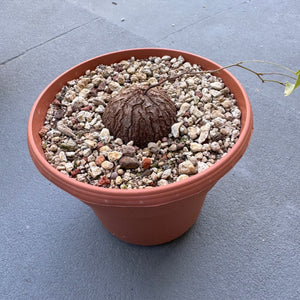 Dioscorea elephantipes