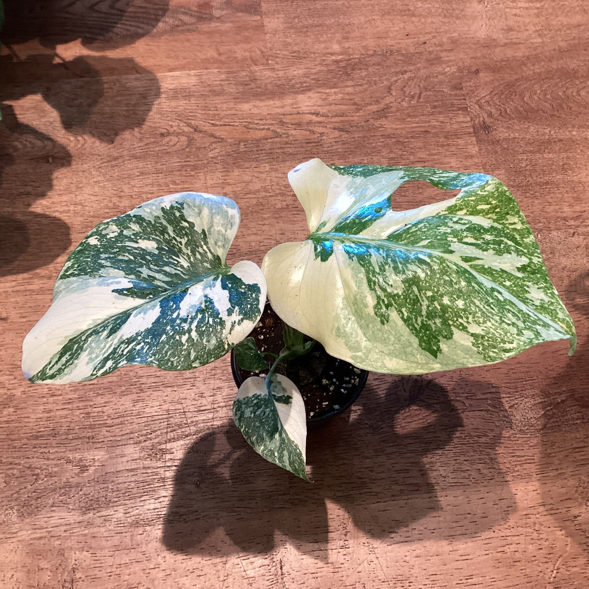 Monstera ‘Creme Brulee’