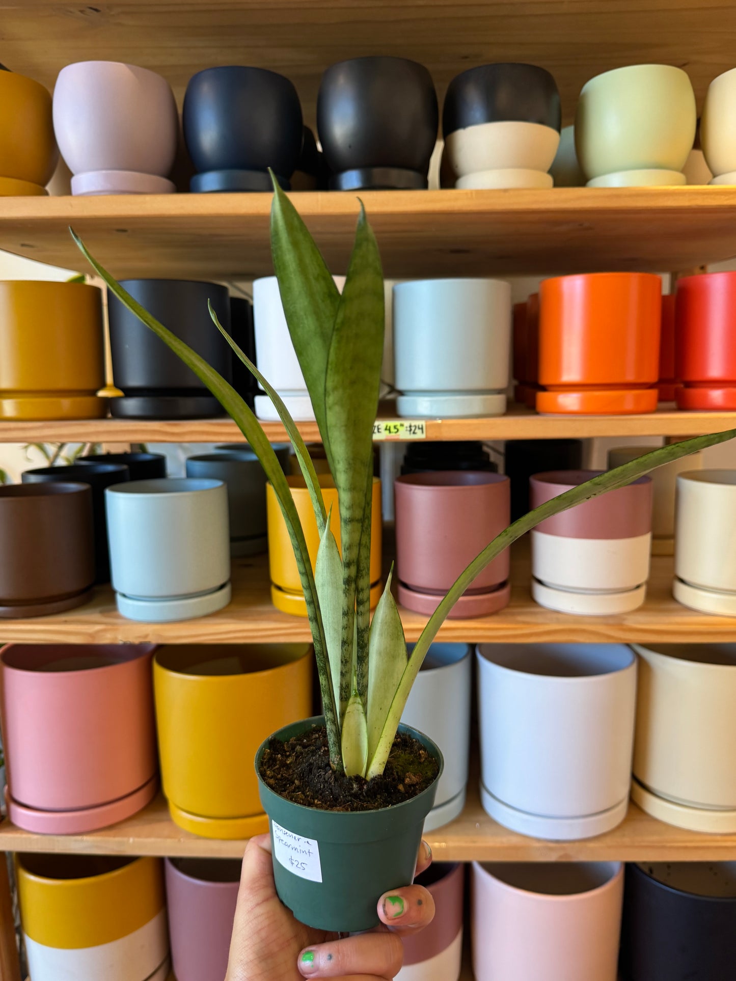 Sansevieria ‘Spearmint’