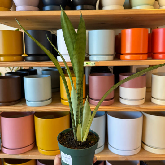 Sansevieria ‘Spearmint’