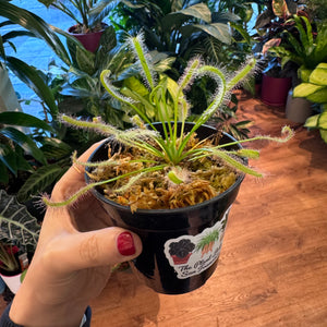 Drosera capensis alba