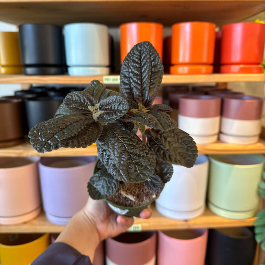 Pilea involucrata (Pilea "Chocolate")