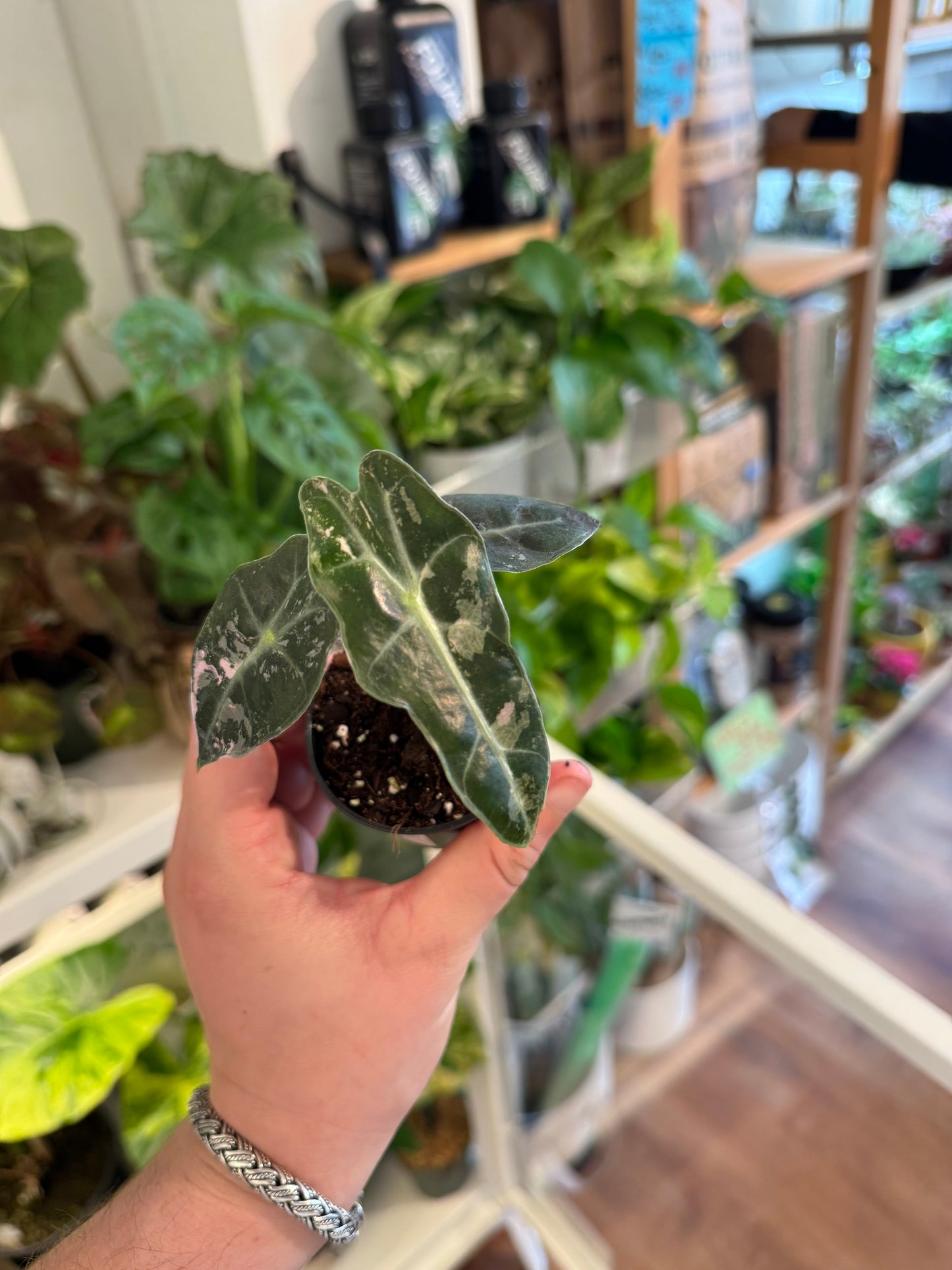 Alocasia amazonica 'Variegata'