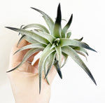 Load image into Gallery viewer, Colorful Tillandsia
