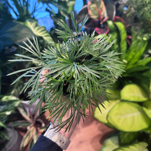 Eyelash Fern (Actiniopteris australis)