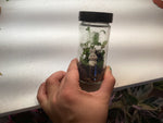 Load image into Gallery viewer, Terrariums  by Linden Moss
