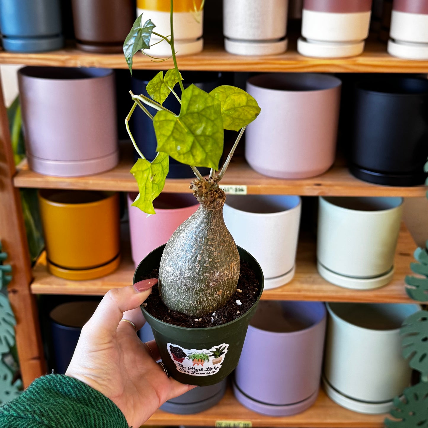 Gerrardanthus macrorhizus 'Big Foot'