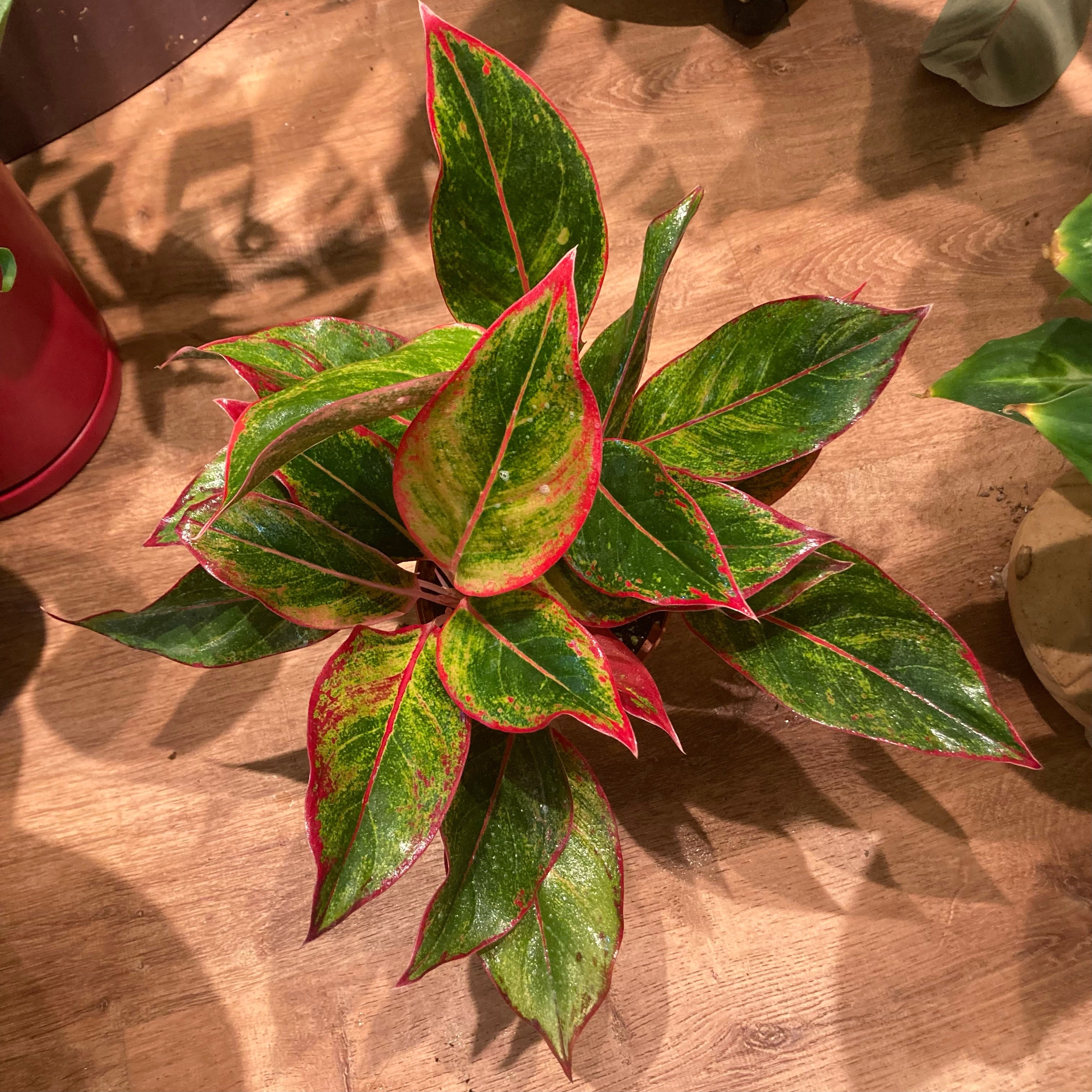 Aglaonema 'Siam Aurora' AKA "Red Siam"