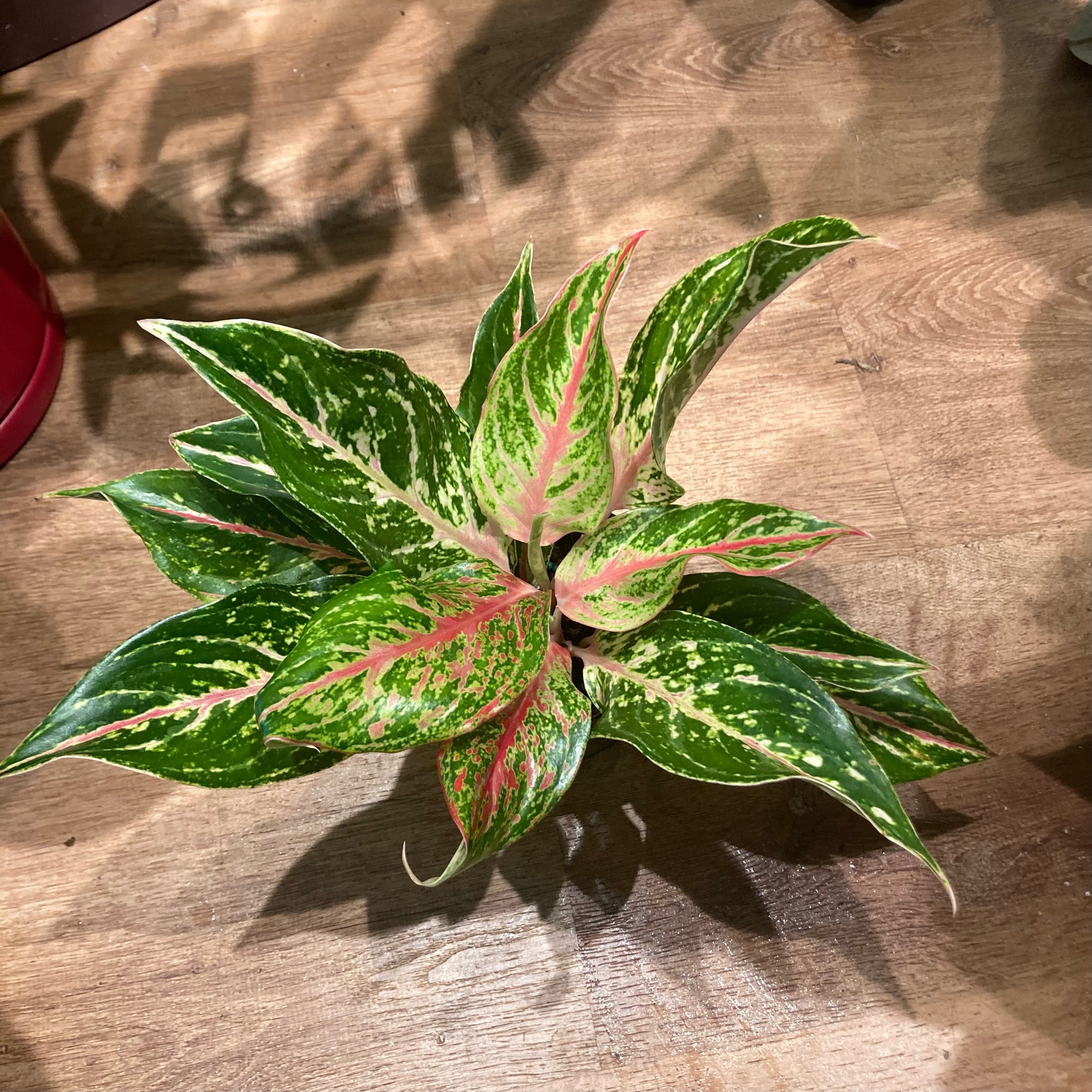 Aglaonema ‘Sparkling Sarah’