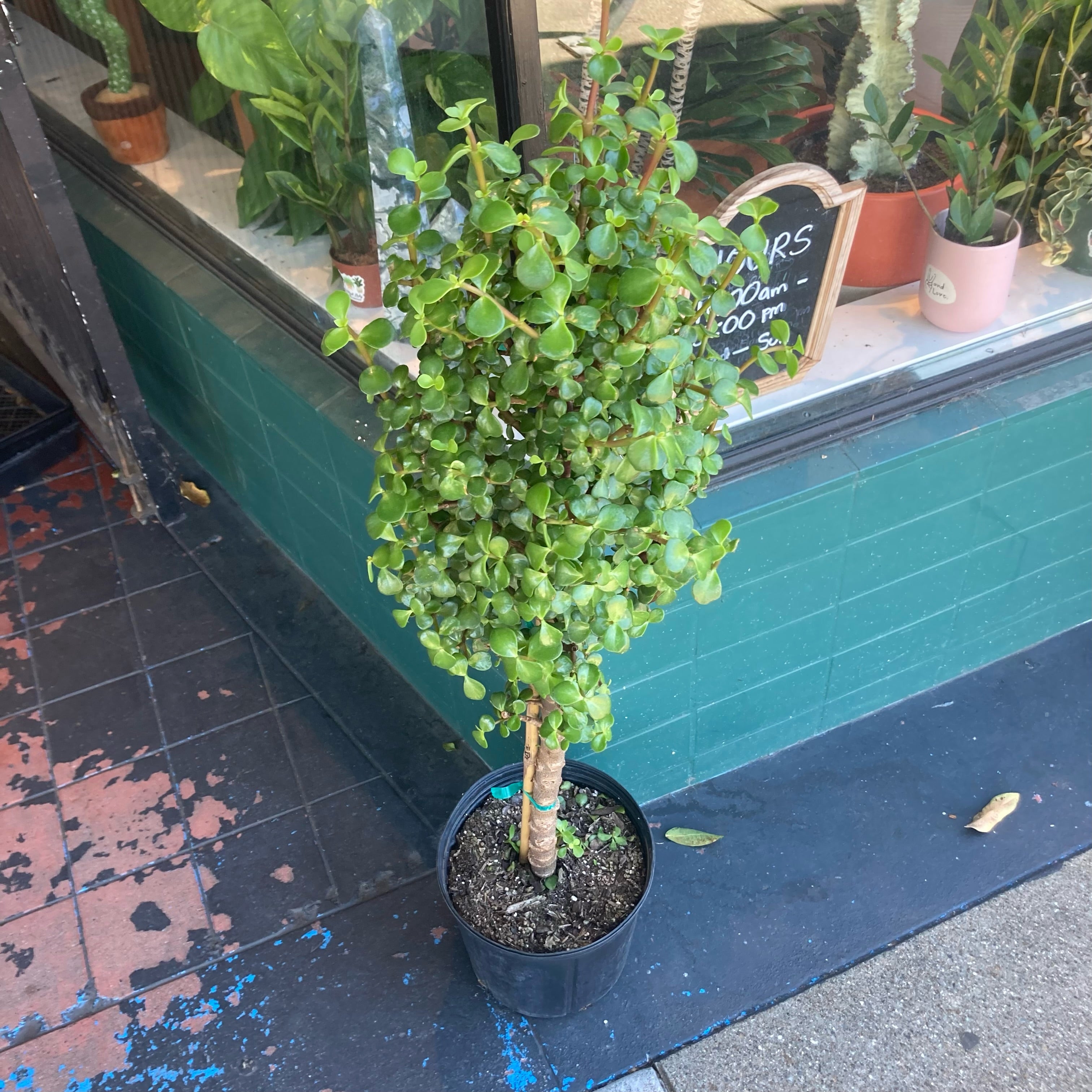 Portulacaria afra (Elephant Bush)