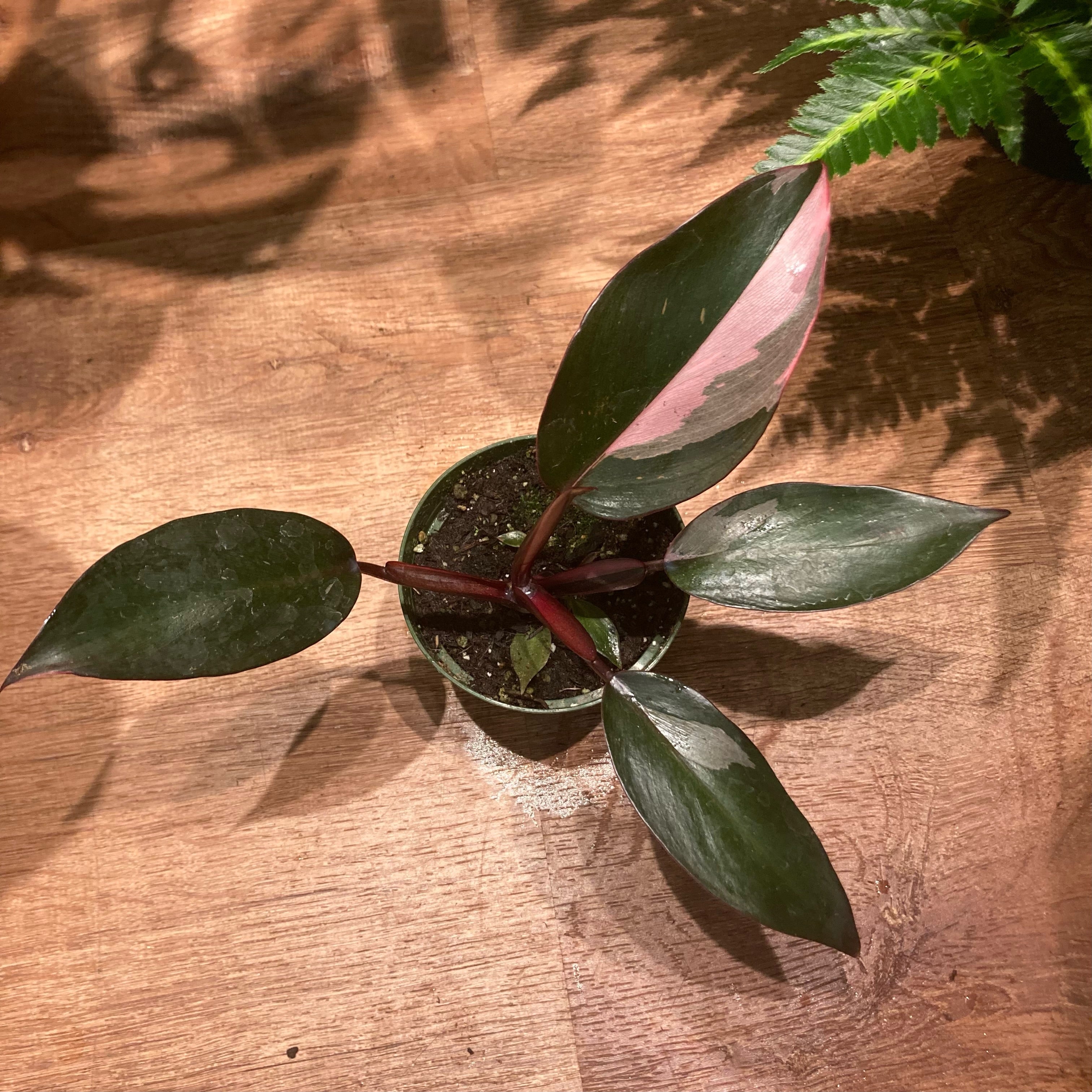 Philodendron 'Pink Princess'