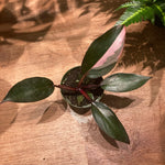 Load image into Gallery viewer, Philodendron &#39;Pink Princess&#39;
