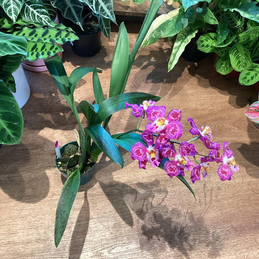 Odontoglossum ‘Anne Brydon’
