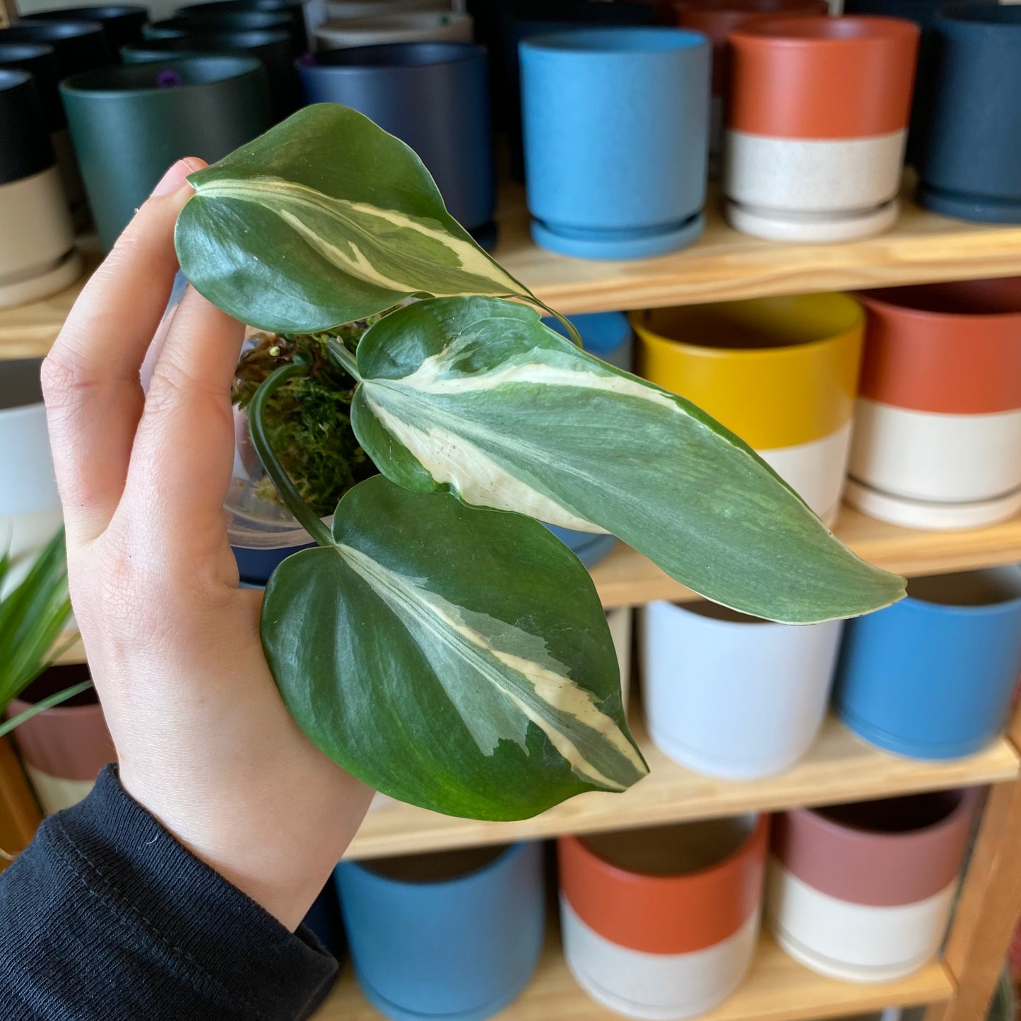 Philodendron 'Rio'