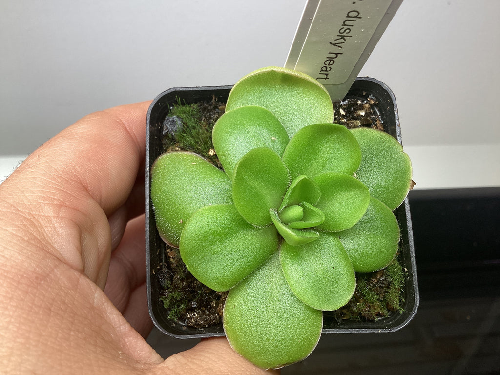 Pinguicula dusky heart