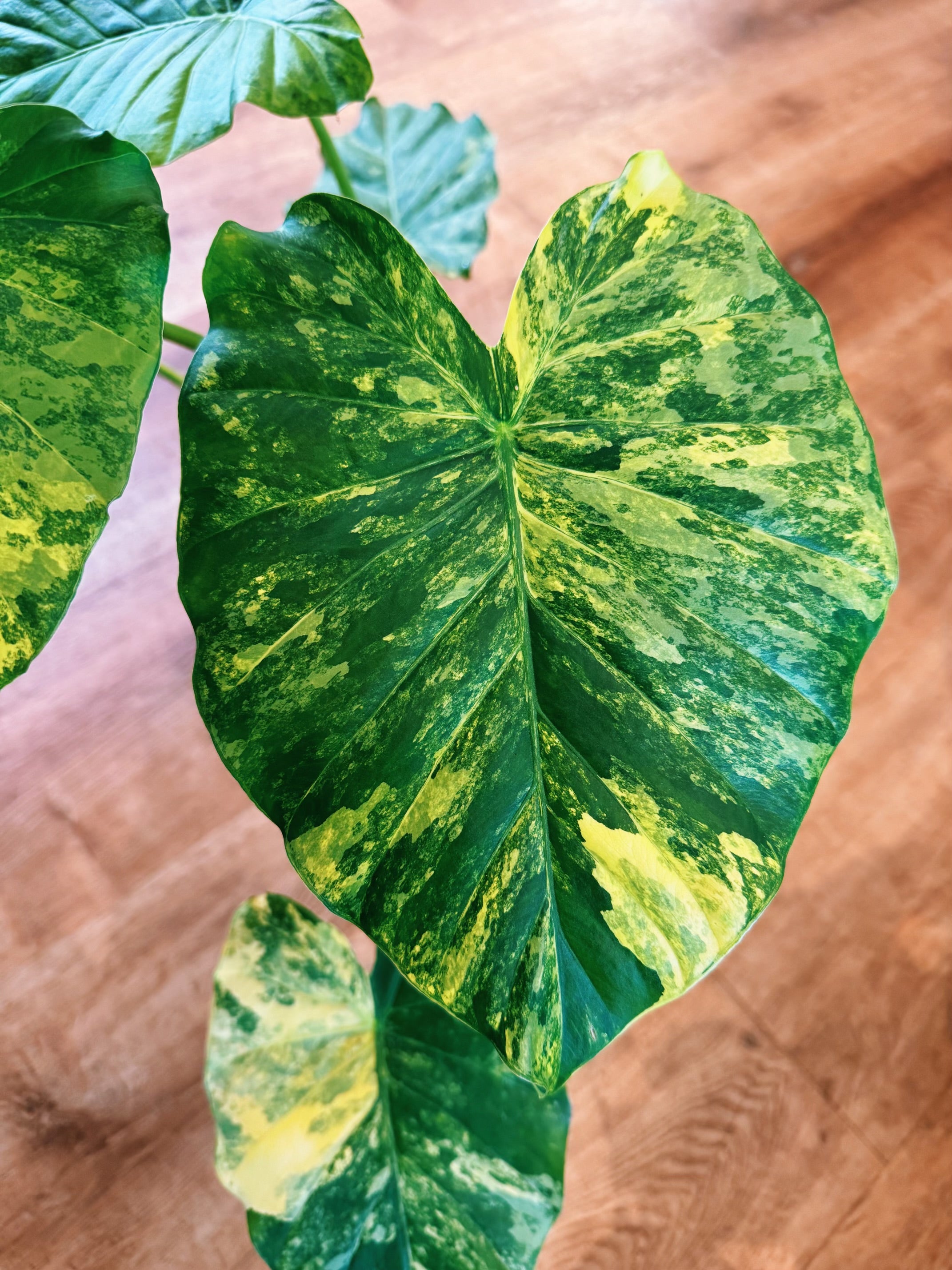 Alocasia odora 'Gageana'