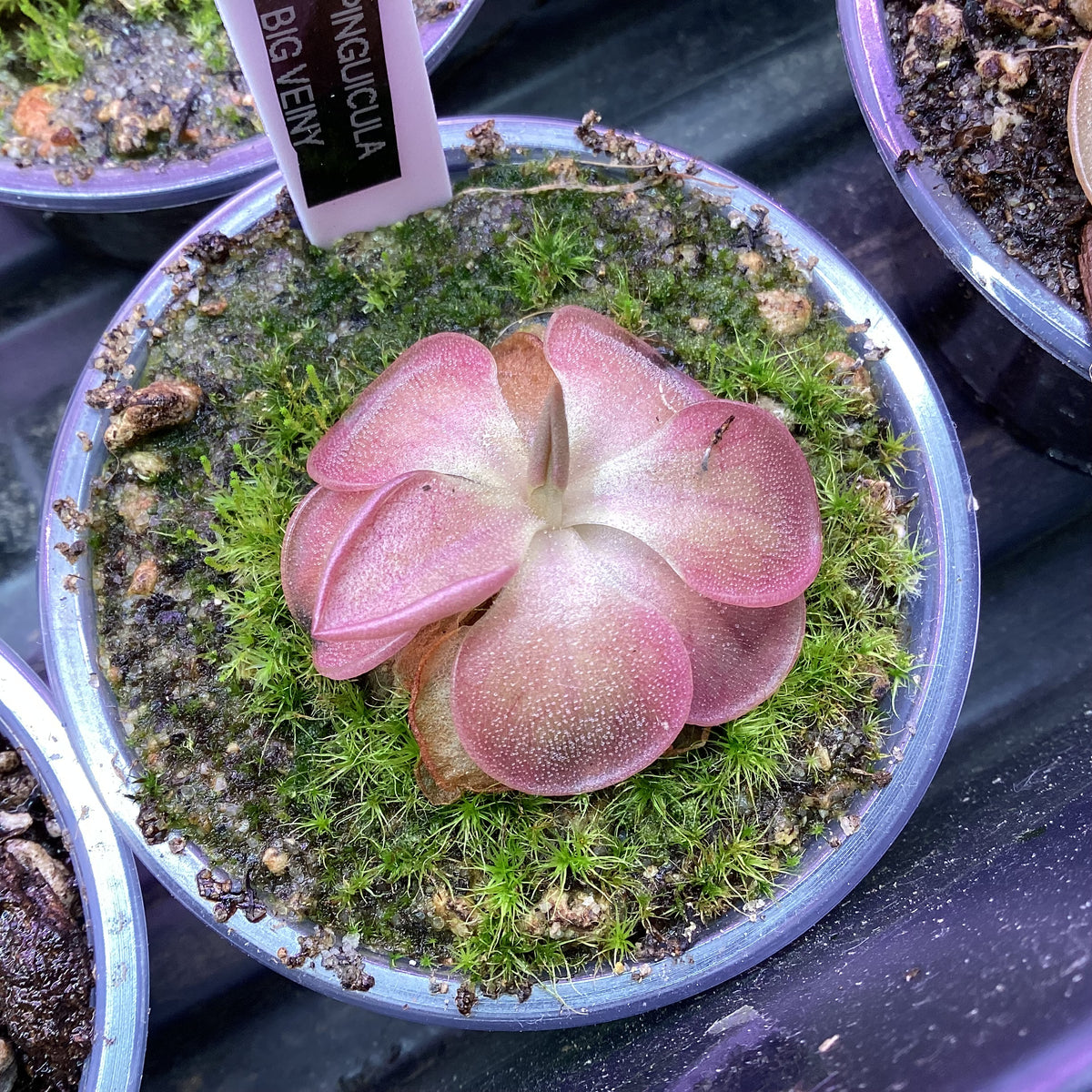 Pinguicula ‘Big Veiny’