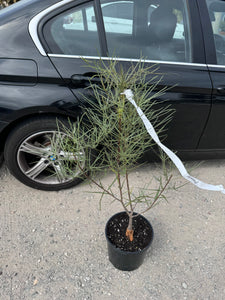 Brachychiton rupestris (Queensland Bottle Tree)