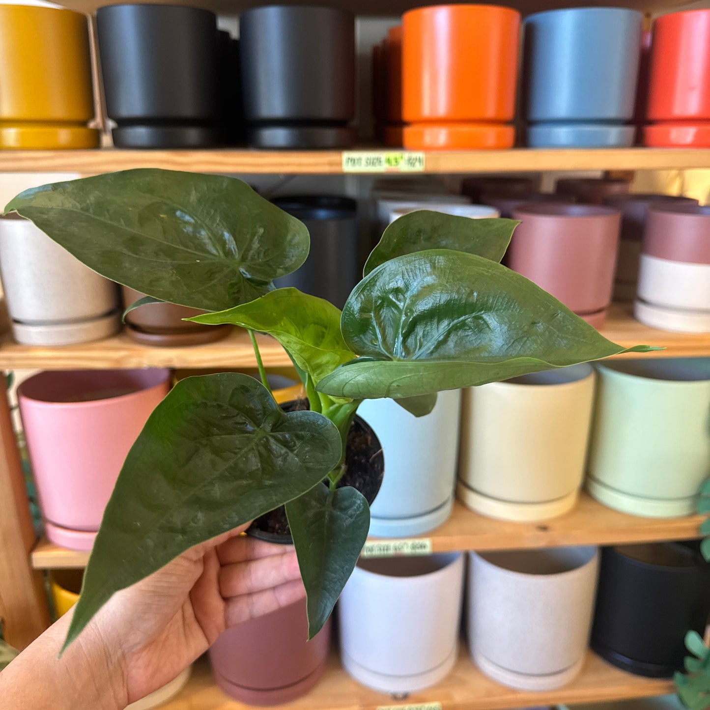 Alocasia cucullata (Buddha's Hand Taro)
