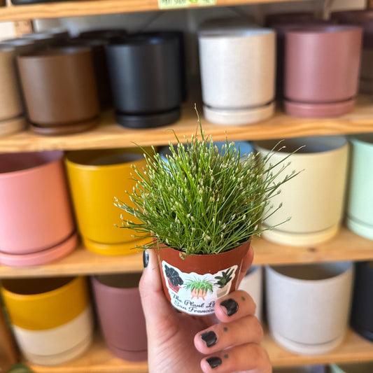 Isolepis cernua (Fiber Optic Grass)