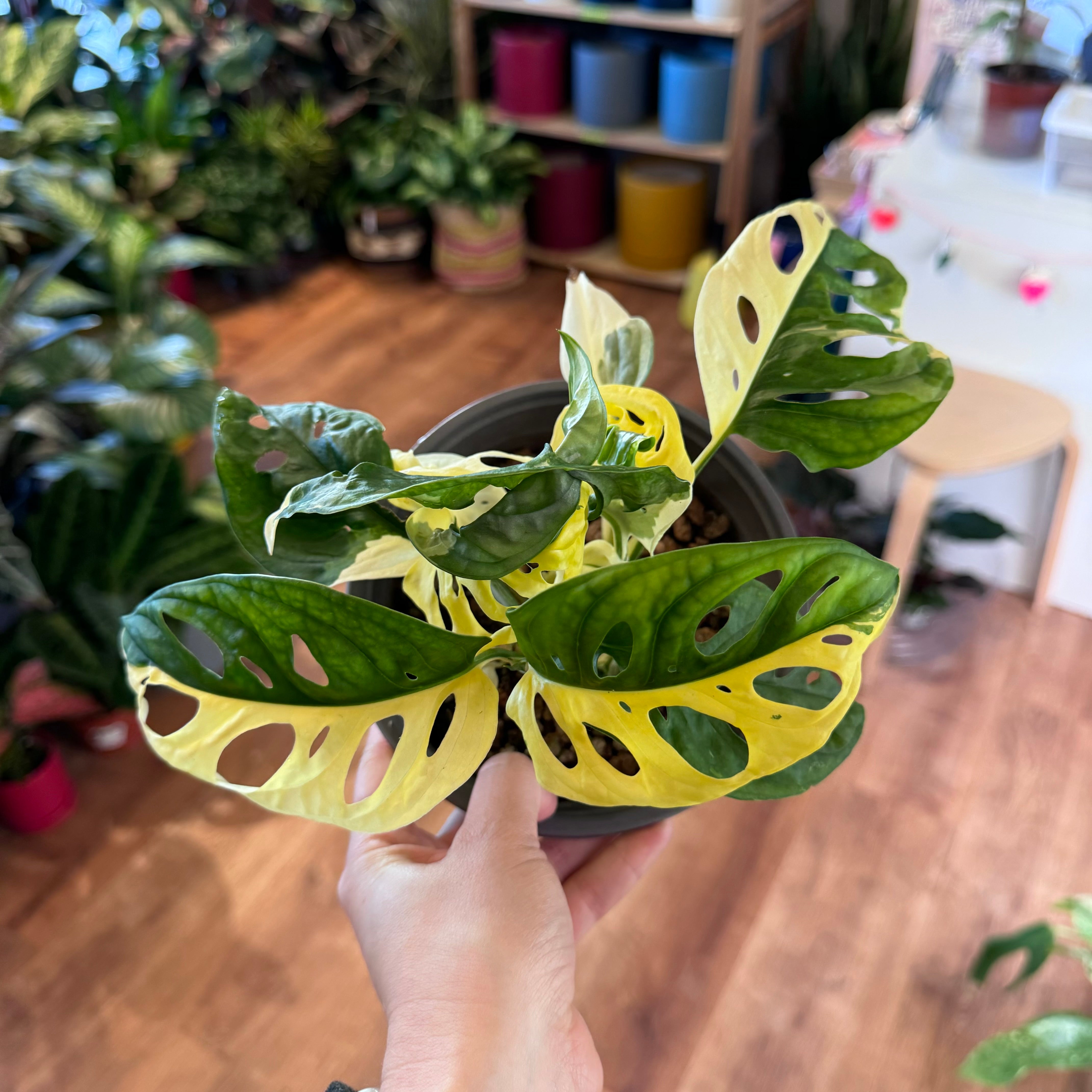 Monstera adansonii ‘Japanese tri-color’ - Variegated