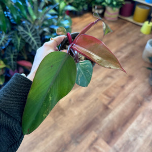 Philodendron 'Strawberry Shake'