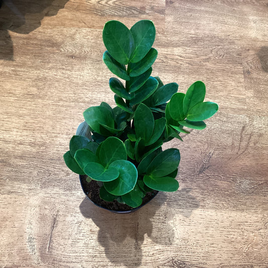 Zamioculcas zamiifolia "Midori"