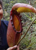 Load image into Gallery viewer, nepenthes rajah  
