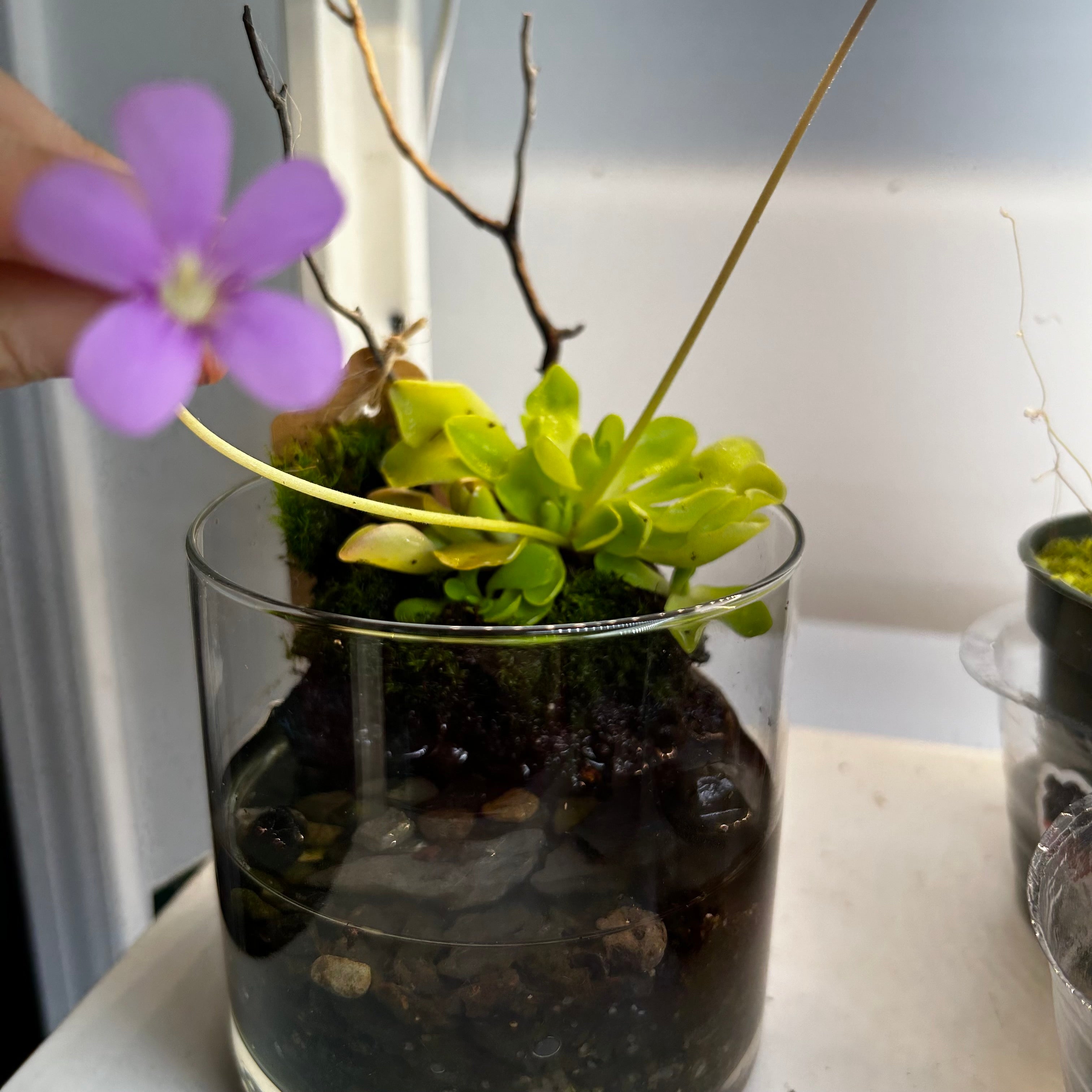 Potted Pinguicula (local pick up only)