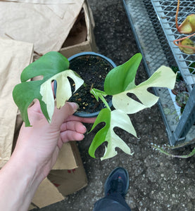 Rhaphidophora tetrasperma variegata ‘Albo’