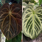 Load image into Gallery viewer, Anthurium (magnificum x forgetii) x Silver Blush
