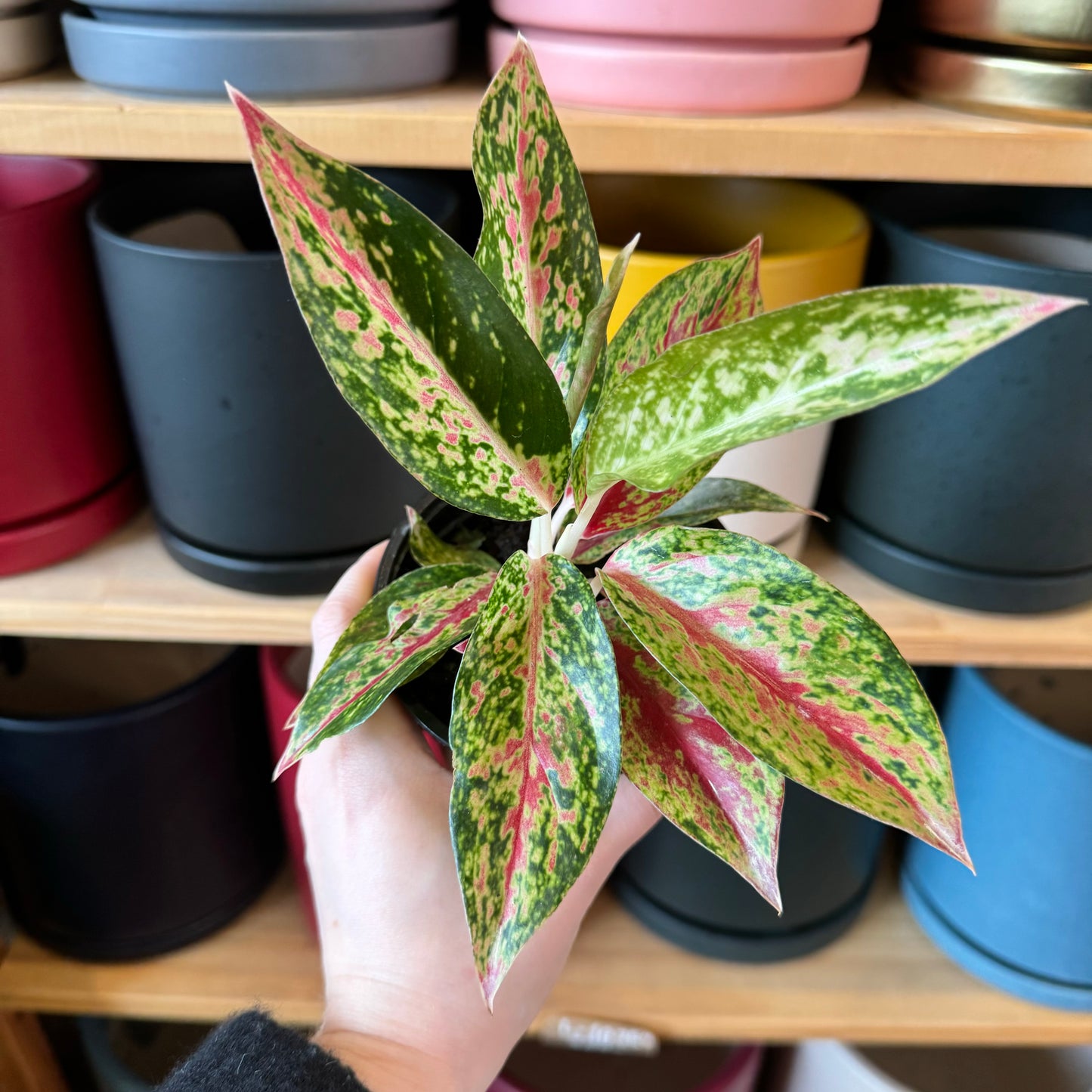 Aglaonema ‘Sparkling Sarah’