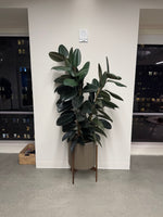 Load image into Gallery viewer, Ficus elastica &#39;Burgundy&#39;
