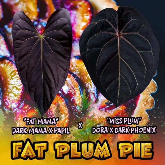Anthurium "Fat Plum Pie"