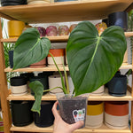 Load image into Gallery viewer, Philodendron ‘Dean McDowell’
