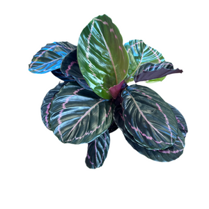 Calathea ‘Dottie’