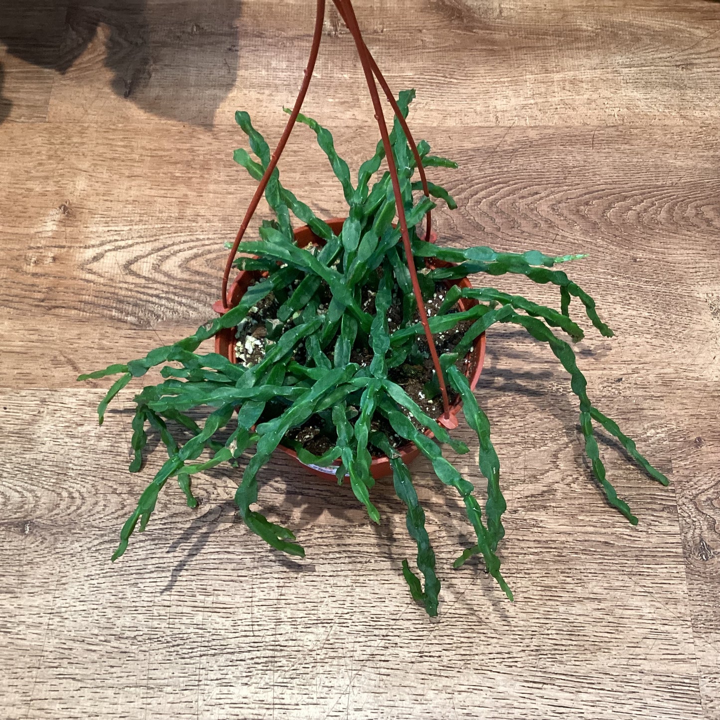 Rhipsalis paradoxa