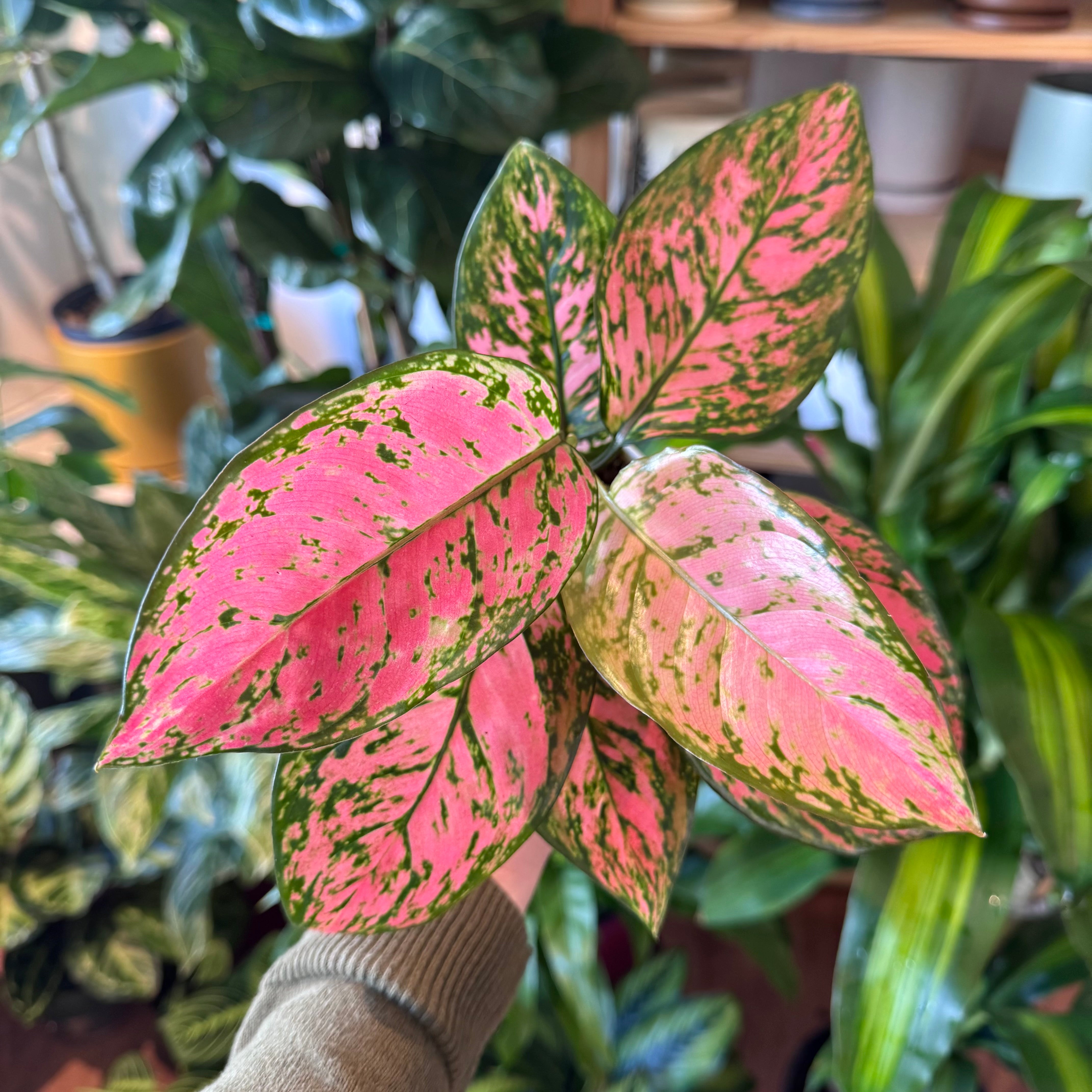 Aglaonema 'Lady Valentine'